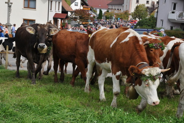 Mit Blumenkrnzen geschmckte Khe in der Alemannischen Woche