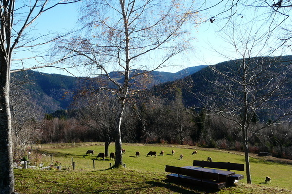 Unsere K�he in der Hausmatte