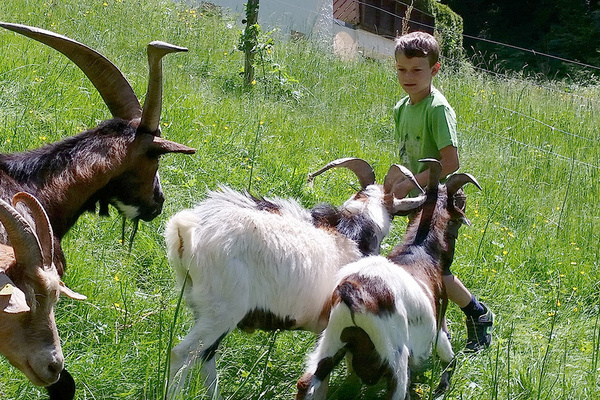 Die Ziegen freuen sich ber Besuch und Streicheleinheiten