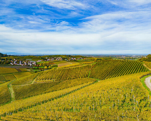 Weinbau Huber (Oberkirch)