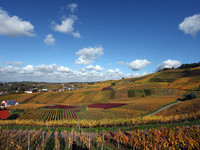 Rebh�nge im Herbst (Bildnachweis: Mit freundlicher Genehmigung der Gemeinde Ortenberg)