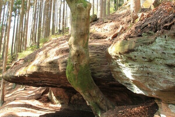 Stubenfelsen Bildnachweis: Mit freundlicher Genehmigung von Teinachtal-Touristik