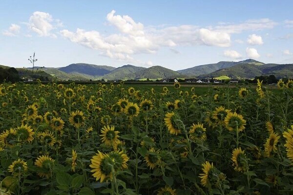 Sonnenblumen-Wiese im Dreisamtal Copyright: (Tourist-Information Dreisamtal)