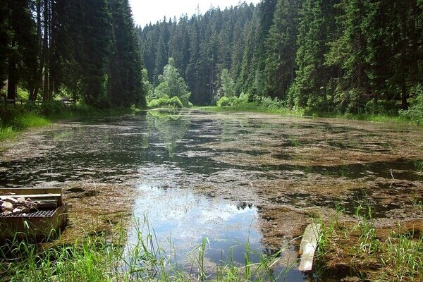 Poppelsee Bildnachweis: Mit freundlicher Genehmigung der Gemeinde Seewald