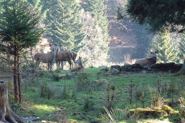 Wildgehege Bermersbach Bildnachweis: Mit freundlicher Genehmigung der Gemeinde Forbach